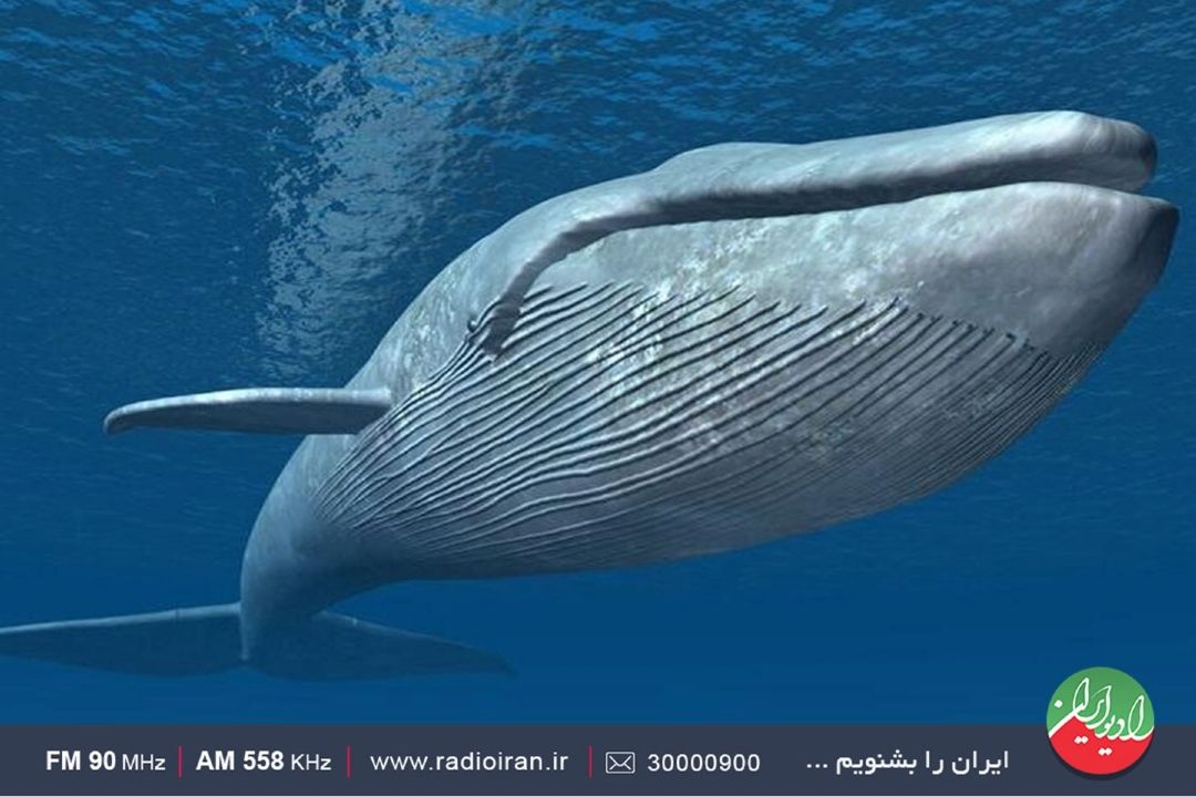 مدفوع نهنگ برای محیط زیست مفید است