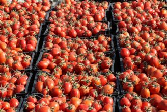 ستاد تنظیم بازار متولی اصلی گرانی گوجه است