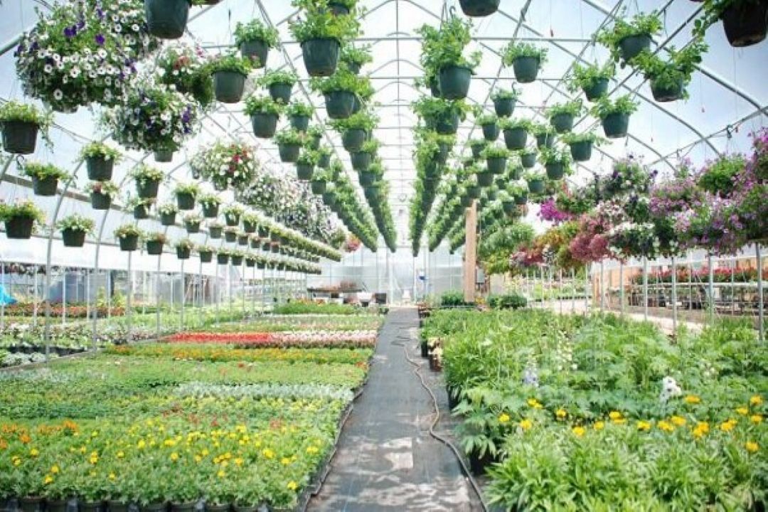 توسعه كشت گلخانه ای در سال 1401