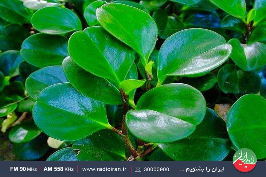 گیاه قاشقی؛ گیاهی زیبا، فانتزی و كوچك