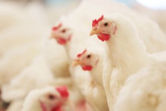 سیدمصطفوی: تولید مرغ آرین برای تأمین امنیت غذایی ضروری است 