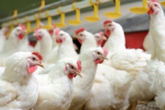 اصلاح ژنتیک مرغ آرین به سرعت دنبال شود