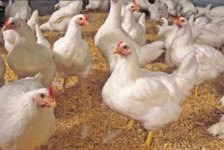 فناوری گیاهان دارویی مرغ آرین را رقابت پذیر می‌كند  