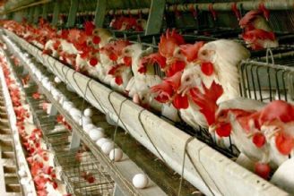 ضرورت ایجاد مزرعه دوم برای پشتیبانی از تولید مرغ آرین 
