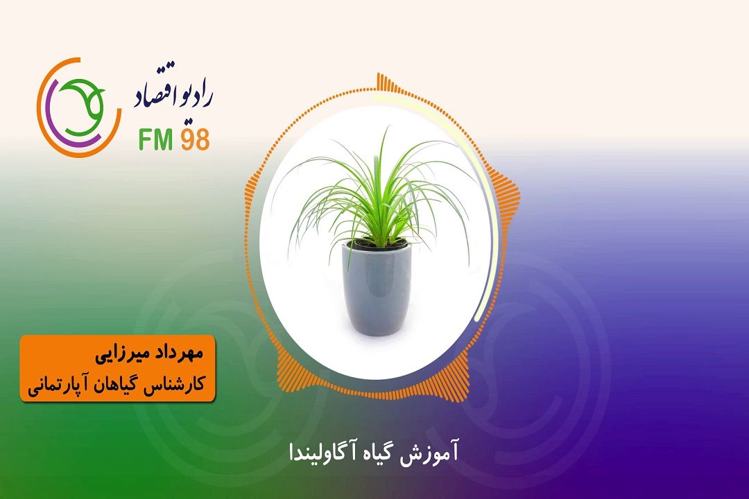 آشنایی با گیاهان آپارتمانی 