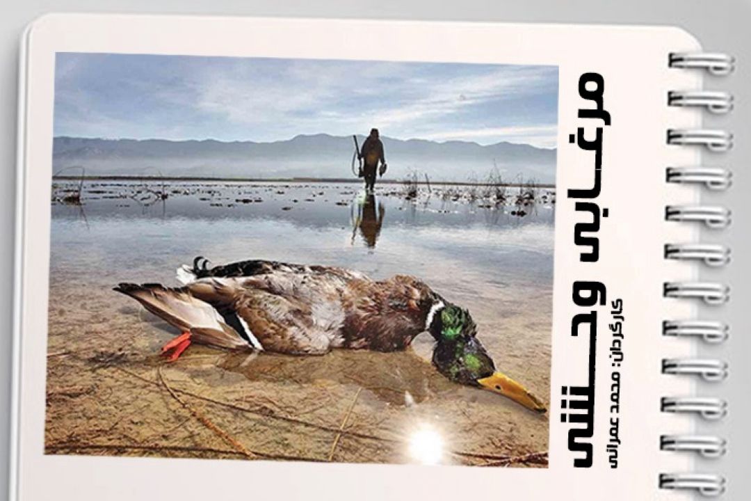  مرغابی وحشی