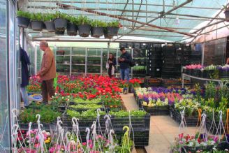 مسئولان برای خرید تضمینی گل و گیاه اقدام كنند 