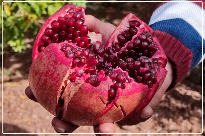 جشنواره انار 10 آبان در محمودآباد فیروزكوه برگزار می‌شود+فایل صوتی