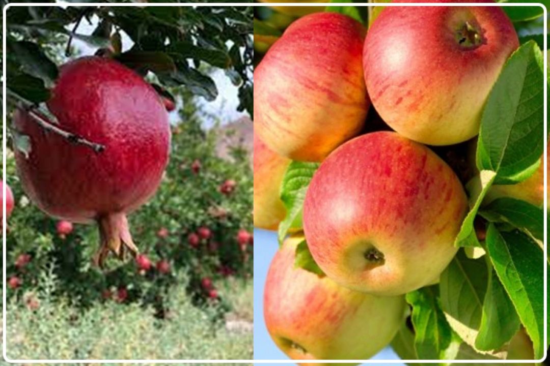 تولید سیب ارگانیك و تكثیر نژاد انار دهنار در دماوند