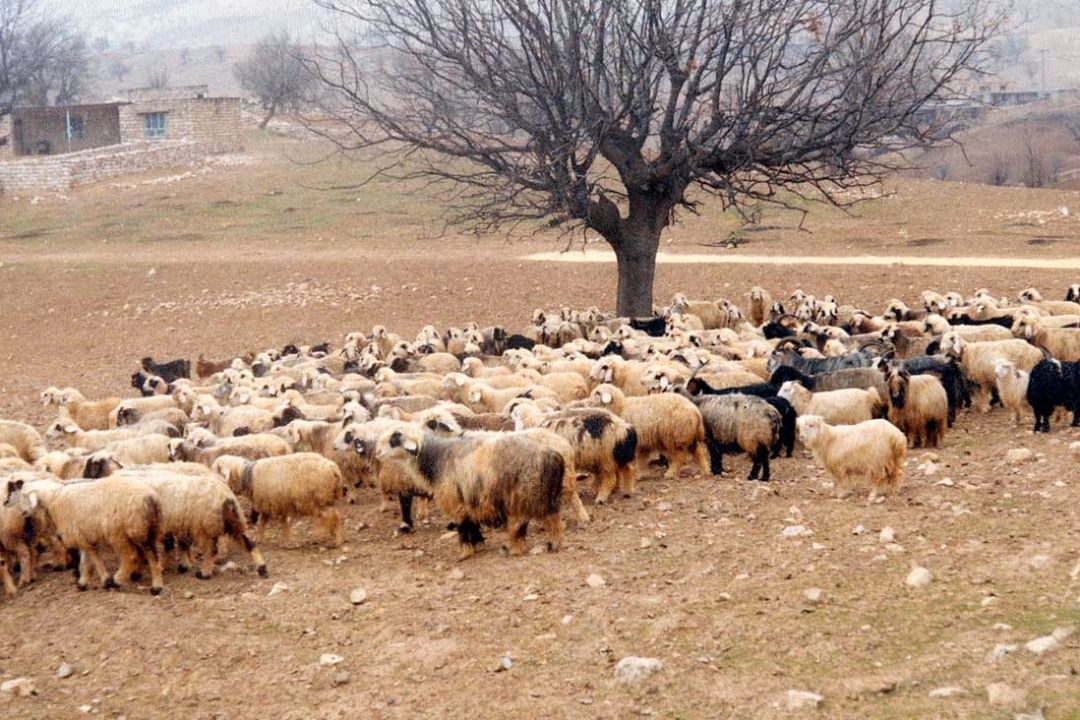 توسعه تكنولوژی در صنعت دامپروری ضرورت دارد