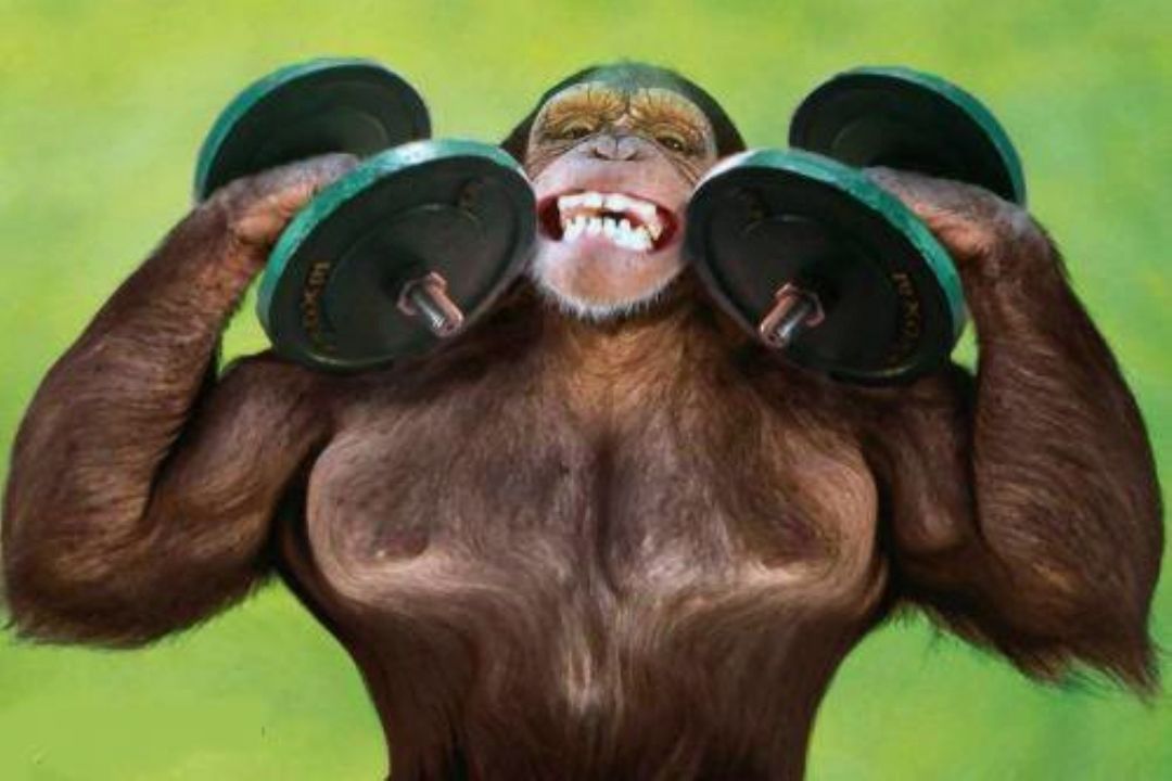 صدایی از میان جنگل های انبوه هندوستان!!!