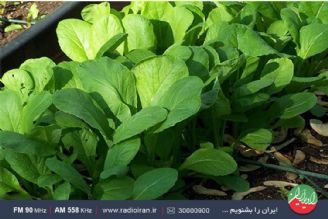 سفری به روستاهای استان تهران در گزارش عباس سنجری