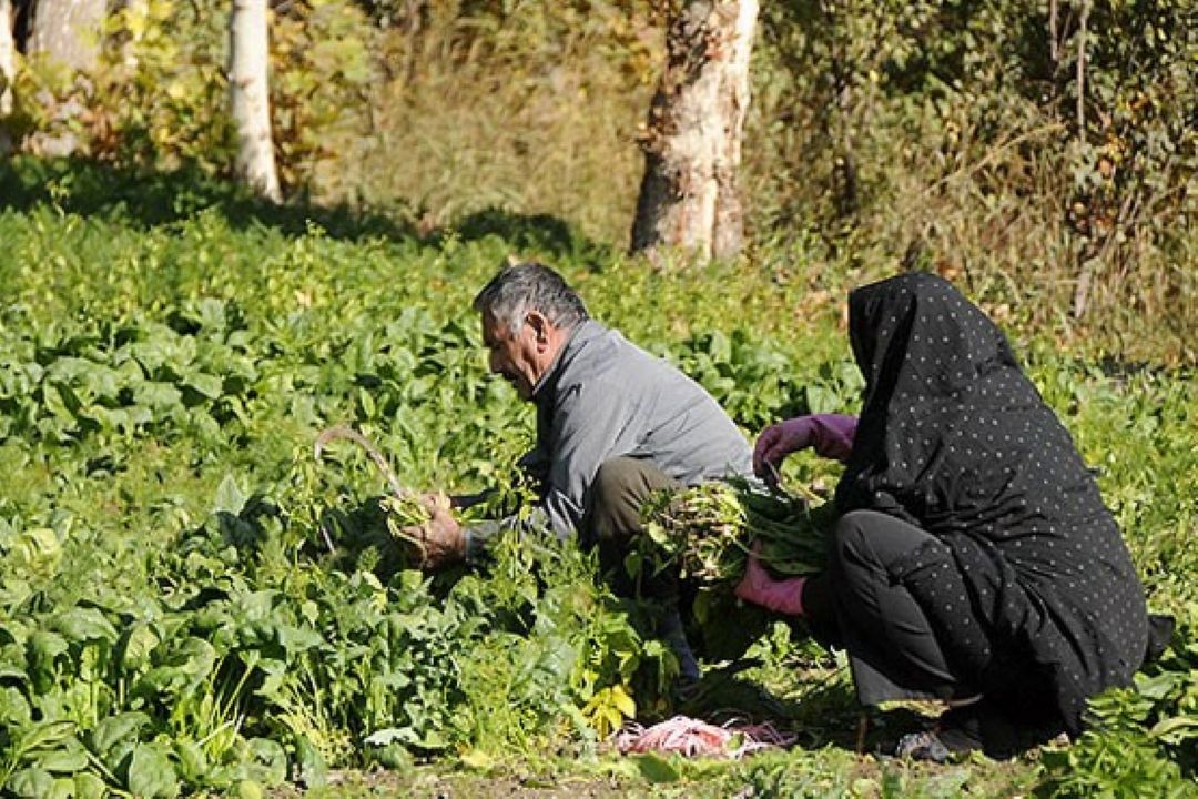 سموم كشاورزی و هشدار پژشكان 