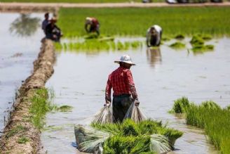 نبود نظارت دربحث اختلاط و قیمت گذاری برنج/ تولید برنج بر مدار افزایشی است