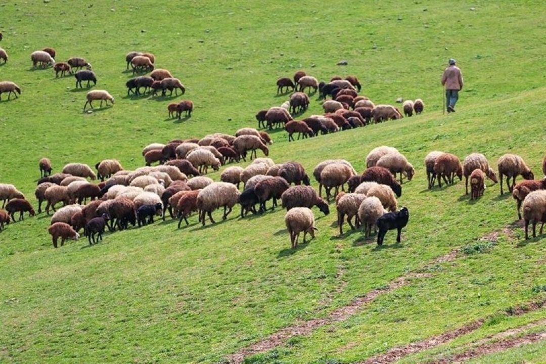 دامداری سهم مهمی در توسعه روستایی و كشاورزی دارد/بهره برداری 32 میلیون هكتار از مراتع ایران بوسیله عشایر