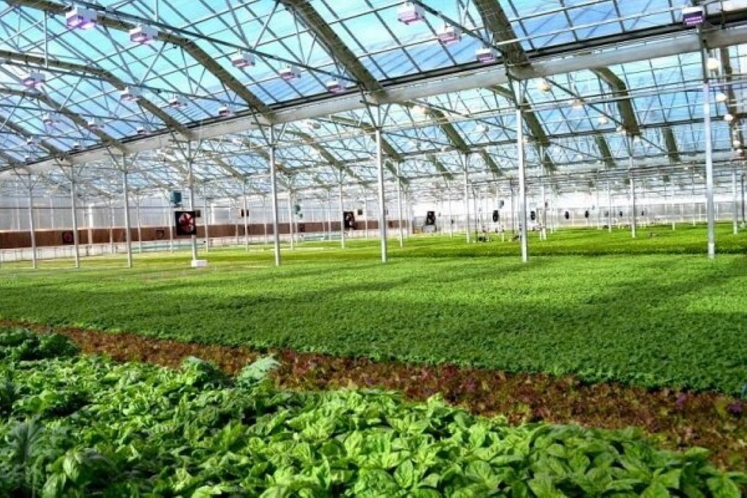 وضعیت توسعه گلخانه ها در استان خراسان جنوبی