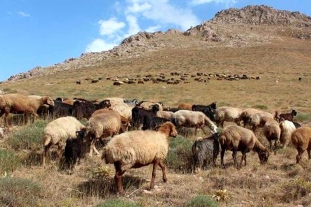 پوشش بیمه ای 240 هزار راس دام در استان تهران