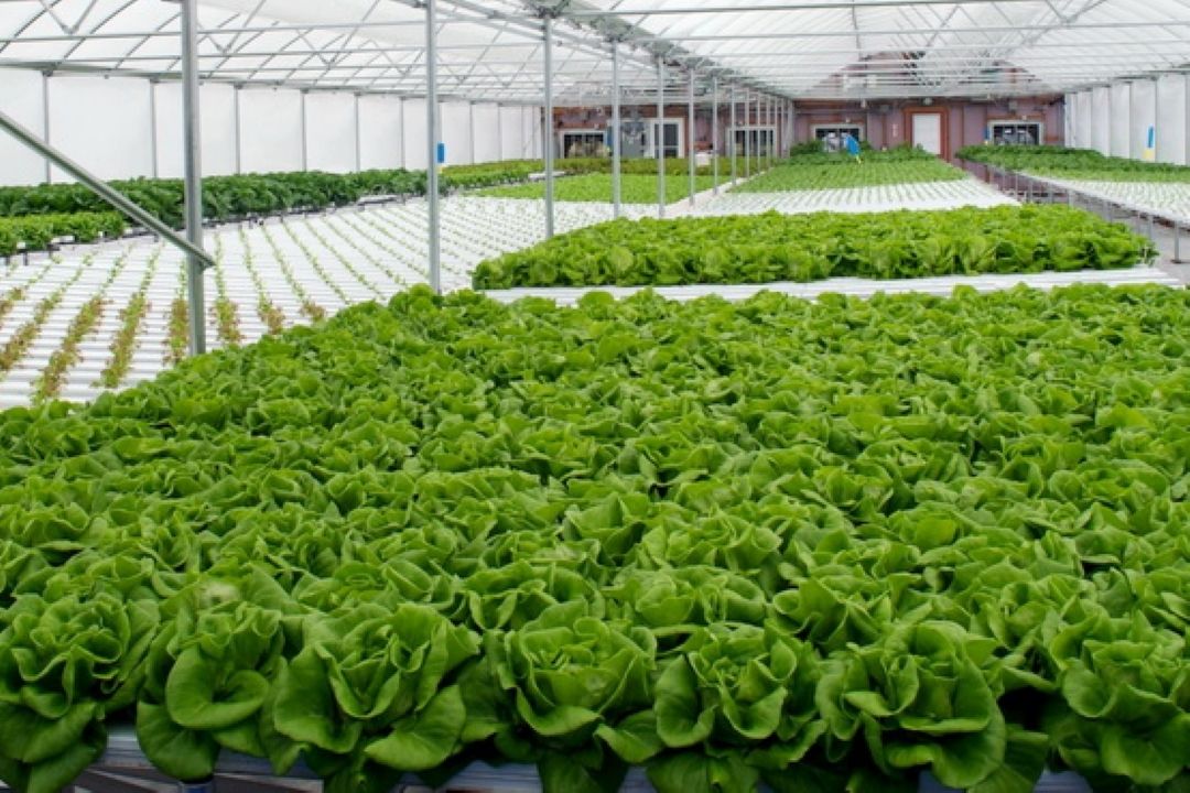 80 هكتار سطح زیر كشت محصولات گلخانه ای در خراسان جنوبی