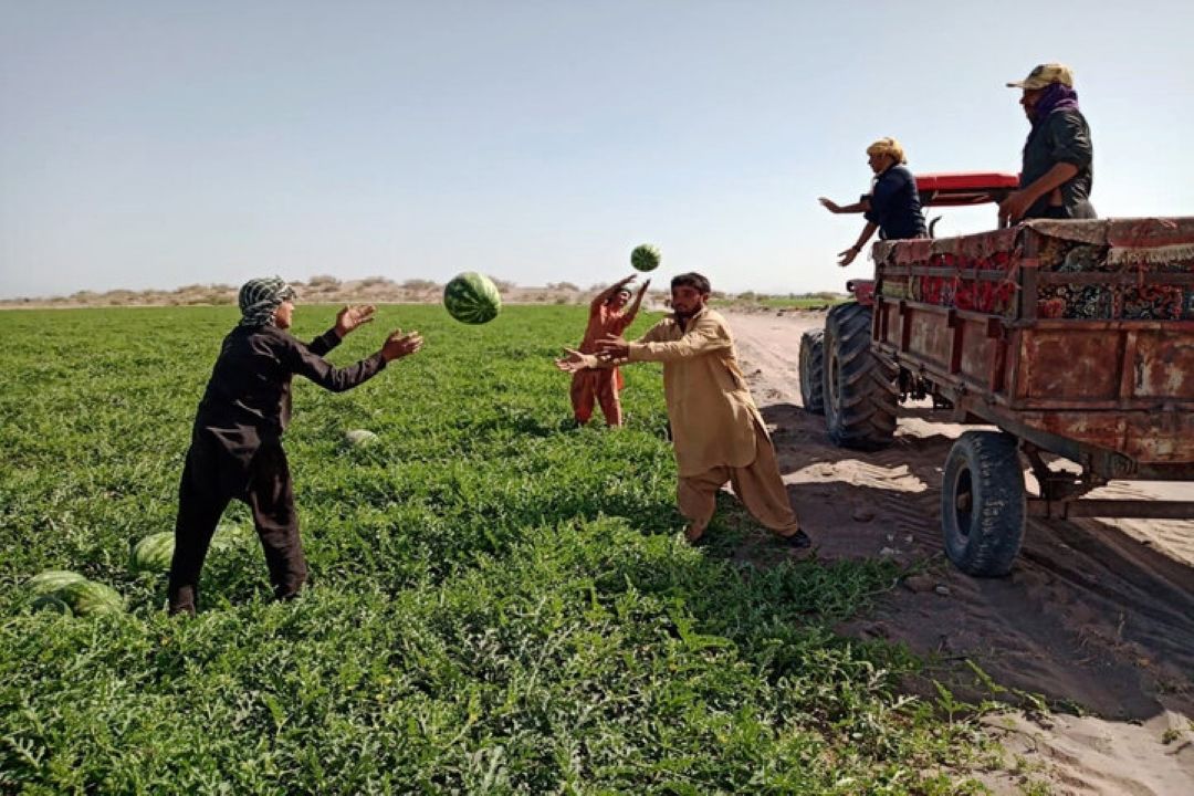 بررسی مسایل بخش كشاورزی شهرستان قلعه گنج استان كرمان