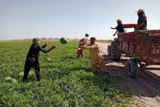 بررسی مسایل بخش كشاورزی شهرستان قلعه گنج استان كرمان