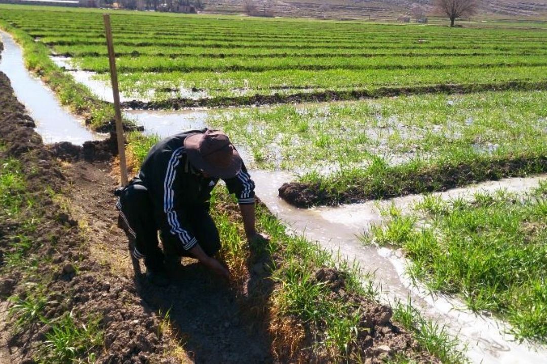 الگوی كشت در كشور هنوز محقق نشده است