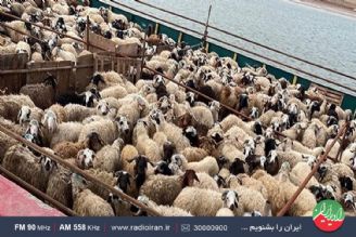 بررسی صادرات دام زنده در«ایران امروز» رادیو ایران