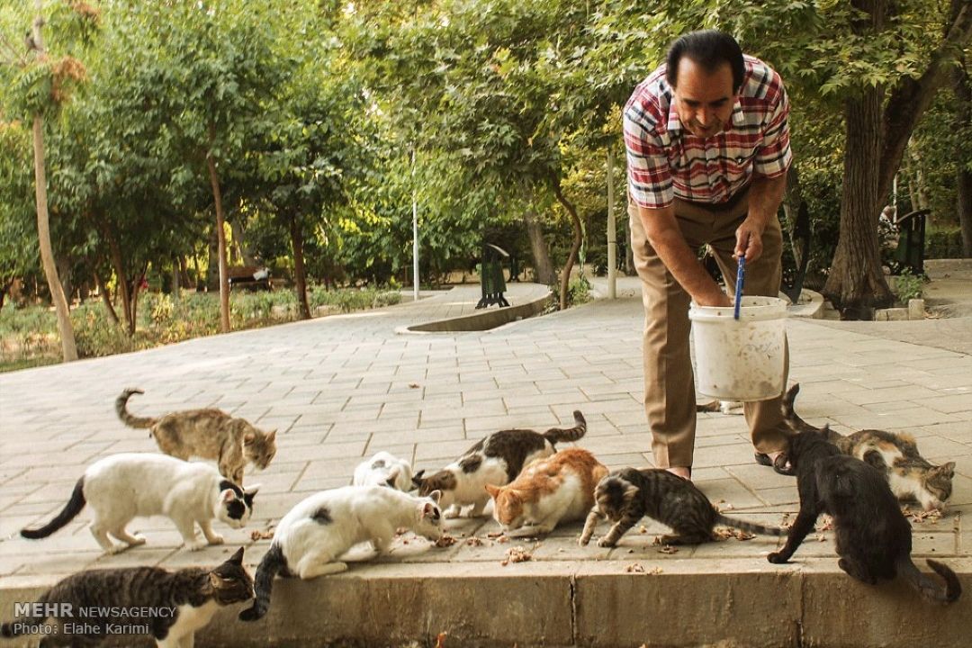 غذا دادن به گربه‌های خیابانی باعث افزایش موش‌ها شده است+فایل صوتی