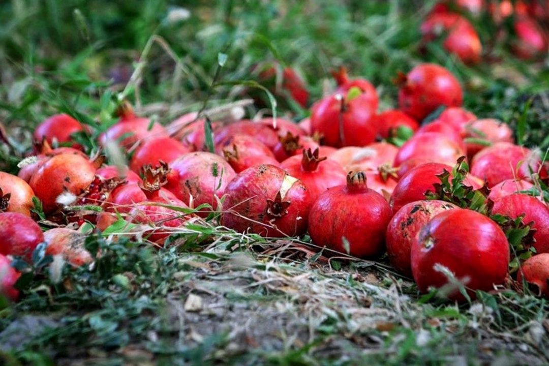 ایران رتبه سوم تولید انار جهان را دارد