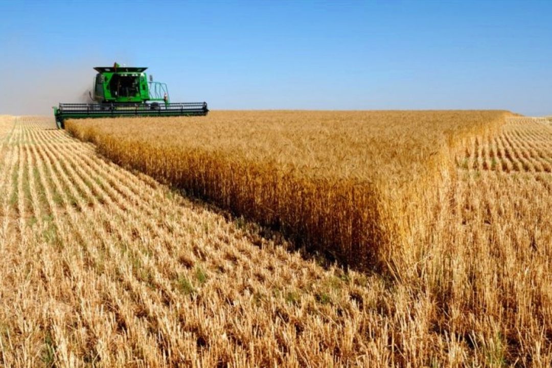 ظرفیت های كشت گندم و تولید بذر در شهرستان هشترود
