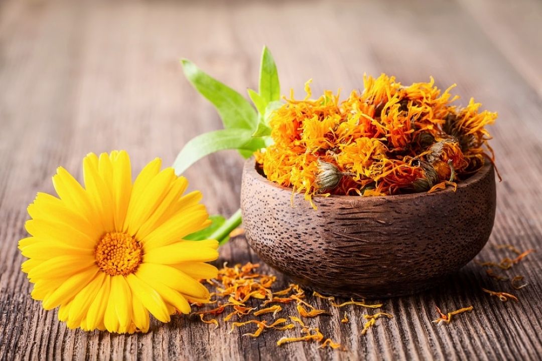 آشنایی با خواص گل همیشه بهار