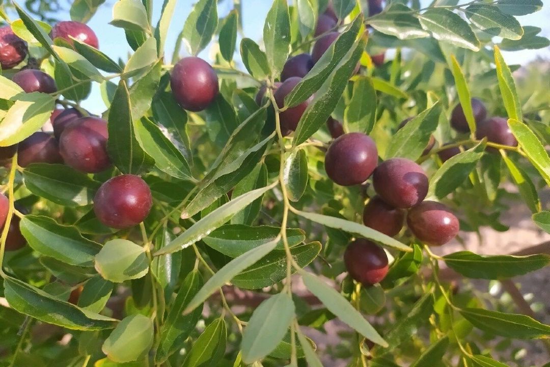 تولید 97 درصد عناب كشور در خراسان جنوبی/ لزوم توسعه واحدهای فرآوری و بسته بندی عناب در استان