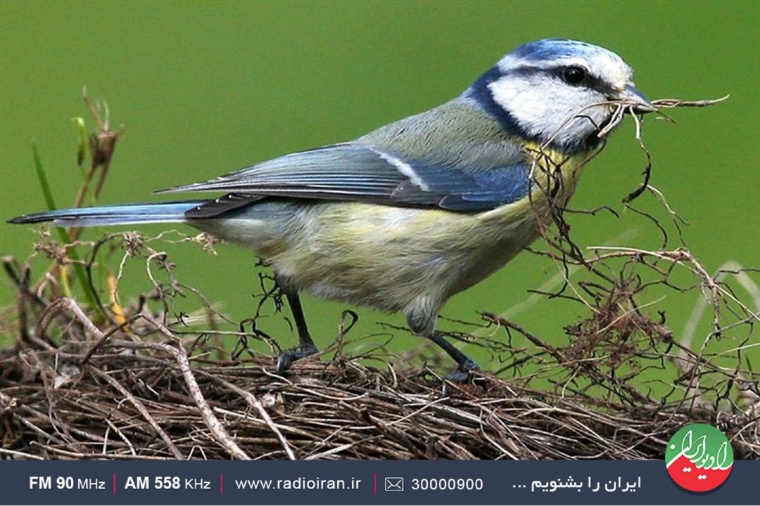 جایگاه پرندگان در فرهنگ عامه‌ی استان مازندران