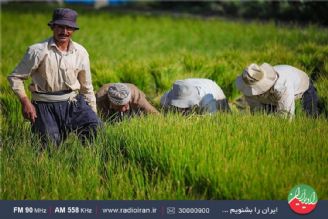 الگوی كشت برای تمامی استان ها تدوین و ابلاغ شده است