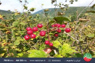 سفر ایرانشهر به منطقه كوهستانی ویلكیج 