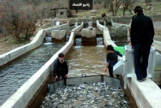 نقدینگی مهمترین مشكل آبزی پروران در كشور 