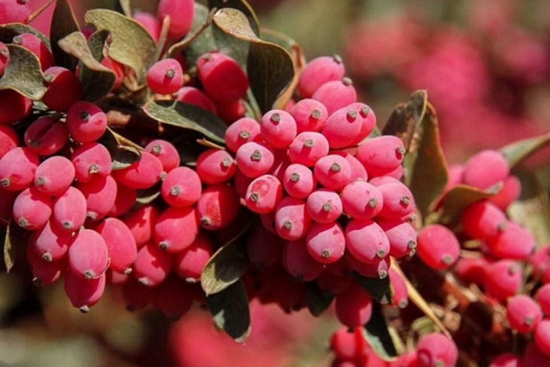 98 درصد زرشك بی دانه دنیا در خراسان جنوبی تولید می شود