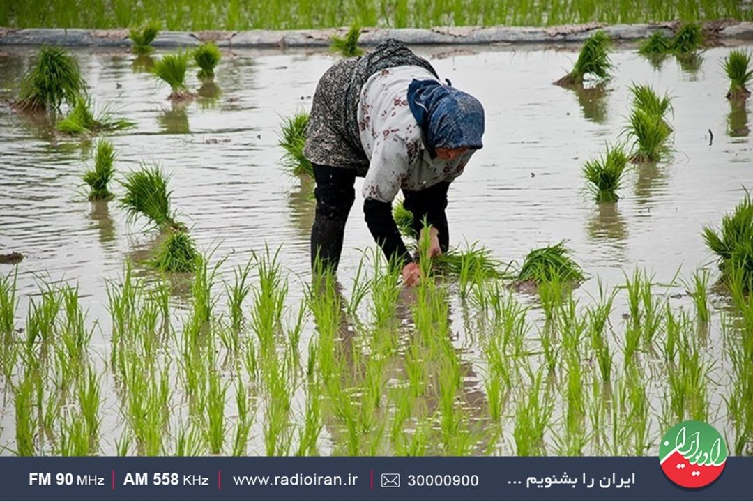 در استان گیلان؛ بانوان همگام با مردان مشغول كار هستند