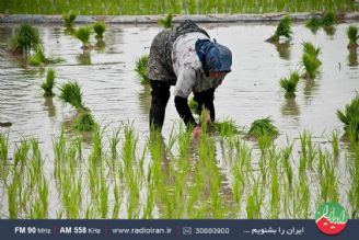 در استان گیلان؛ بانوان همگام با مردان مشغول كار هستند