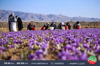 آیین برداشت زعفران در آریانشهر استان خراسان جنوبی