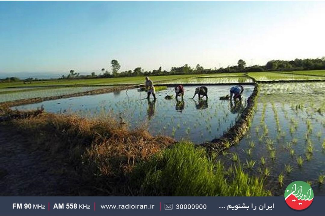 در روستای «امیر» زنان و مردان همپای یكدیگر كار می كنند