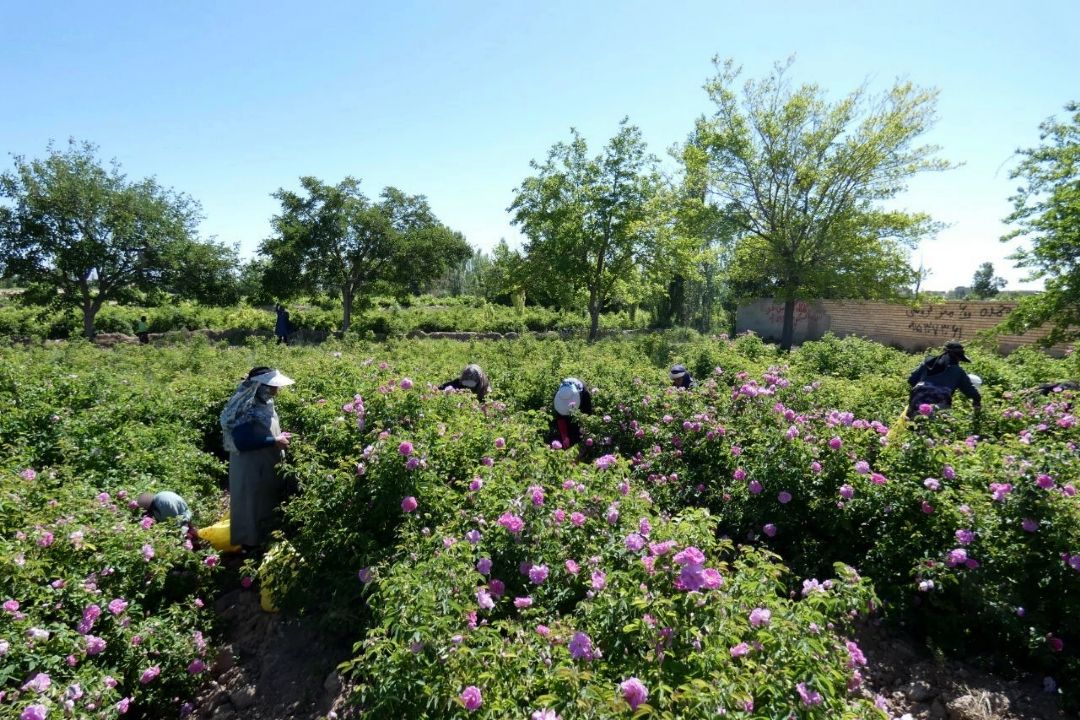 روستای فرخد مهد گل محمدی و قمصر خراسان