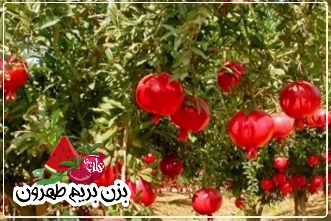 بزن بریم طهرون،ویژه شب یلد(انار خوب؛ كجای تهران قدیم پیدا می‌شده؟)