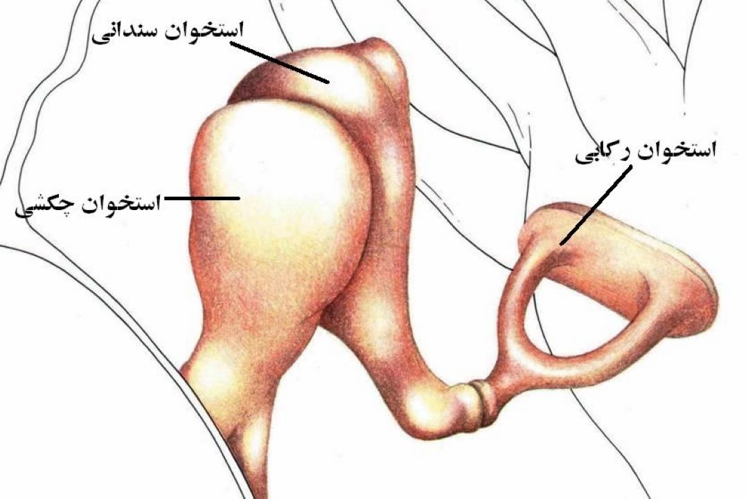 در برنامه نبض دوشنبه اول آبان درباره علل و علائم كیپ شدن گوش صحبت میكنیم.