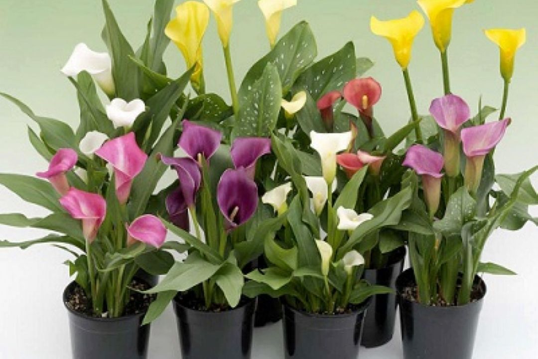 با «دوراهی» درباره گیاهان شیپوری بیشتر بدانیم