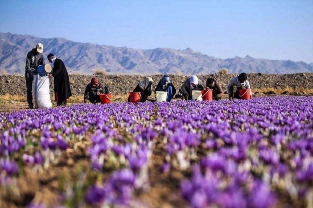 دلایل كاهش برداشت زعفران در سال جاری