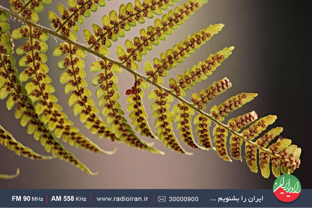 گیاه سرخس گیاهی مفید برای سلامتی انسان