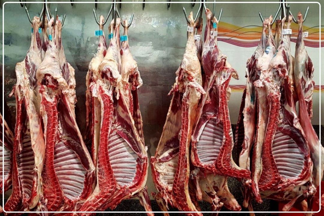  توزیع اولین محموله گوشت وارداتی گرم؛ 27 بهمن آغاز می‌شود+فایل صوتی