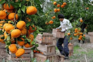 بررسی بازار مركبات و مشكلات باغداران