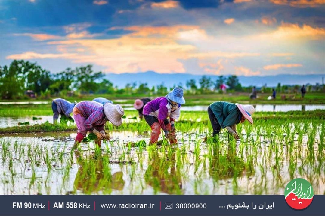 برنج عمده محصولات كشاورزی روستای میله در فصل بهار و تابستان 