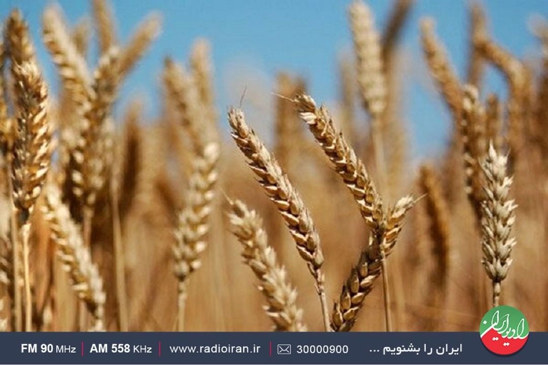 اصلاح قانون خرید تضمینی محصولات كشاورزی باعث رضایت كشاورزان شده است